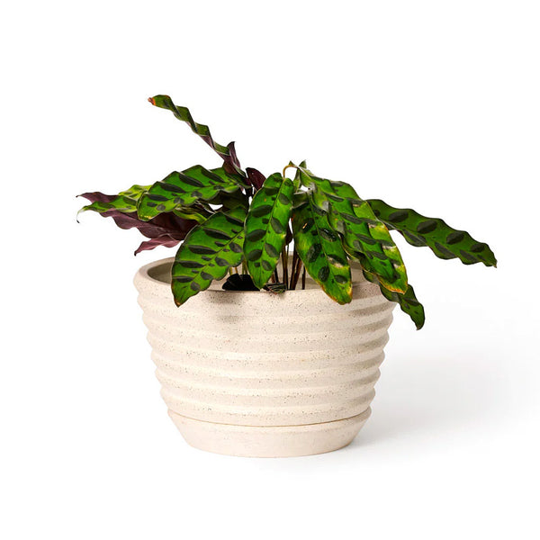 Racine Planter Sand